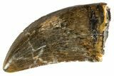 Serrated Tyrannosaur Tooth - Judith River Formation #313307-1